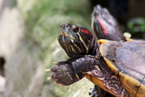 Солнечная черепаха — стоковое фото