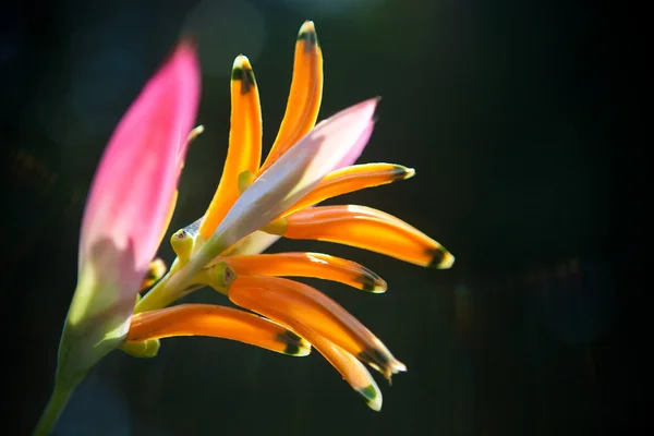 stock image Colorful flower of heliconia isolated against green background.