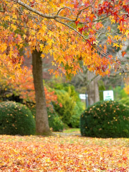Золотой осенний сад — стоковое фото