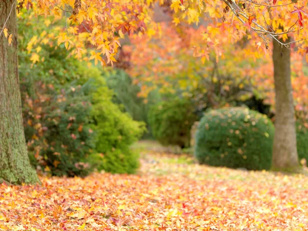 Golden autumn garden — Stock Photo, Image