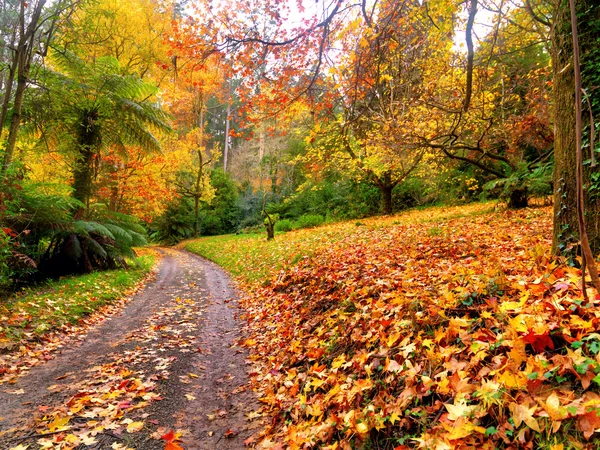 Podzim na polní cestě — Stock fotografie