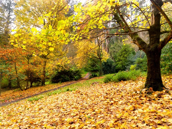 Golden autumn garden — Stock Photo, Image