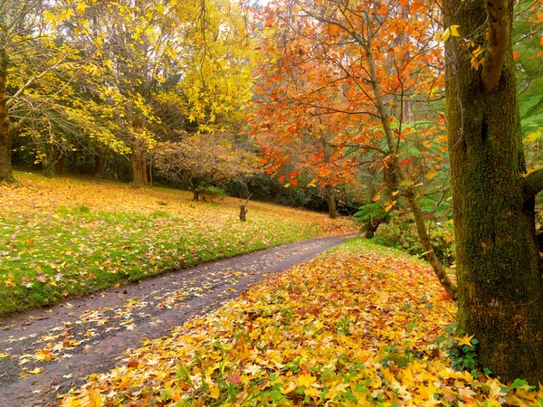 stock image Autumn on the country road