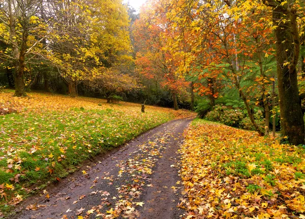 Podzim na polní cestě — Stock fotografie