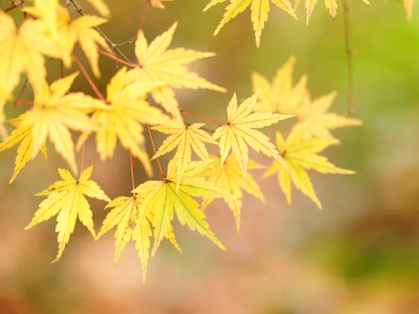 stock image Golden autumn leaves