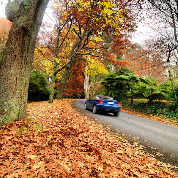 Осень на проселочной дороге — стоковое фото