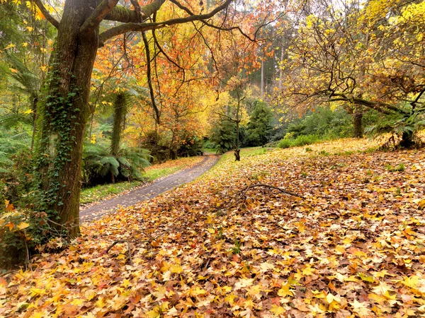 stock image Golden autumn leaves