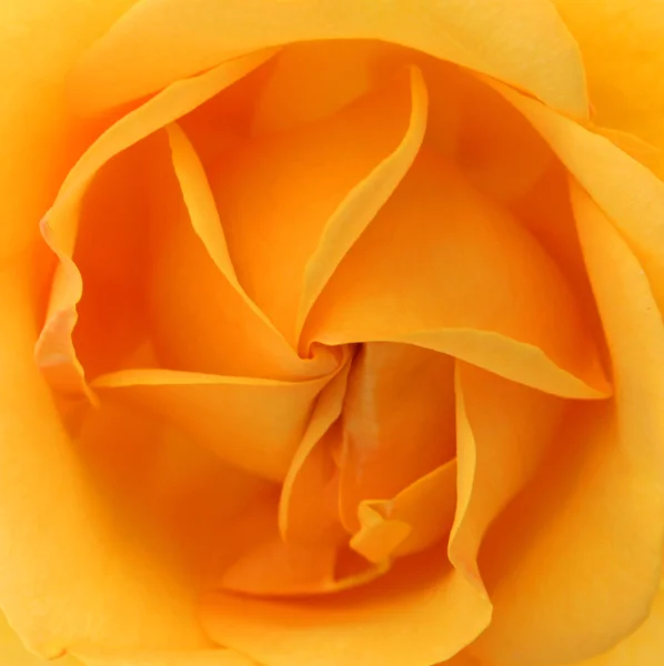 黄色のバラの抽象的なパターン — ストック写真