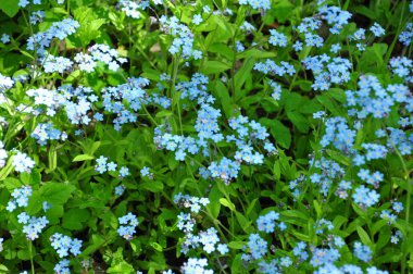 It is a lot of forget-me-nots on a lawn clipart