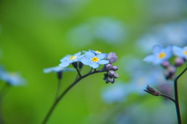 Forget-me-nots on one branch clipart