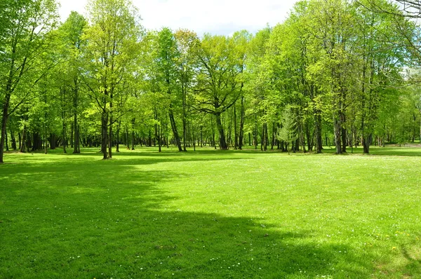 Trawnik w parku — Zdjęcie stockowe