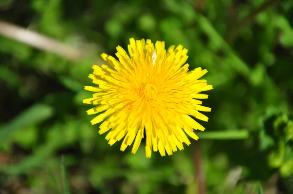 Dandelion in a grass — Stock Photo, Image