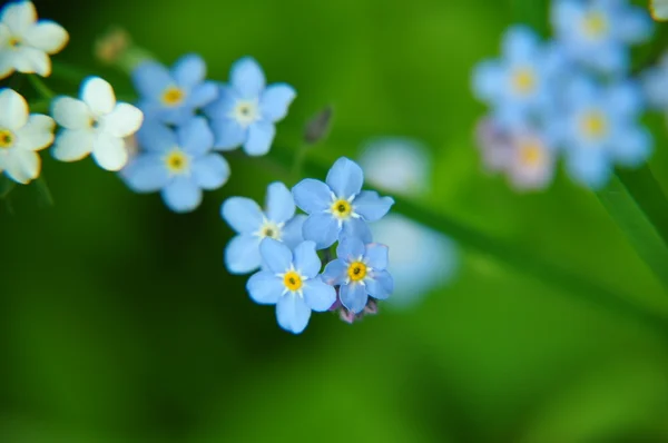 Stock image Beautiful spring flower forget-me-not