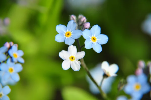 Tre forget-me-nots — Stockfoto