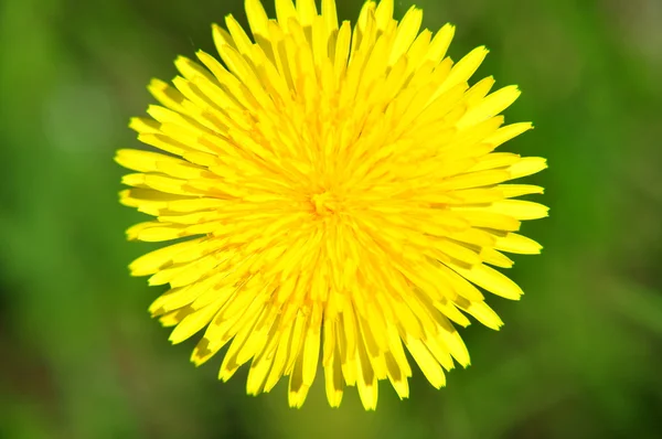 Pampeliška kvetla — Stock fotografie