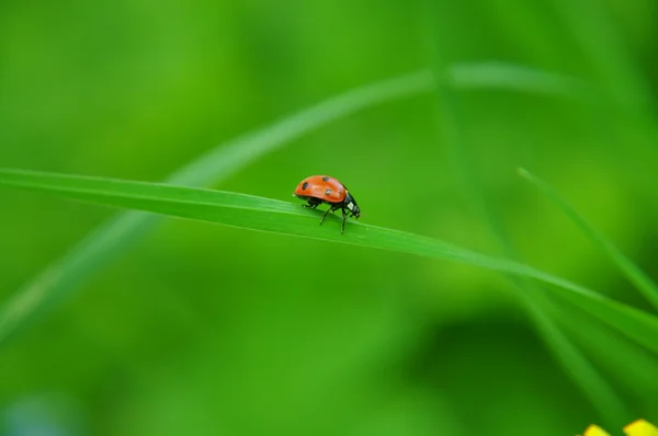 Uğur böceği bir çimenlerin üzerinde — Stok fotoğraf