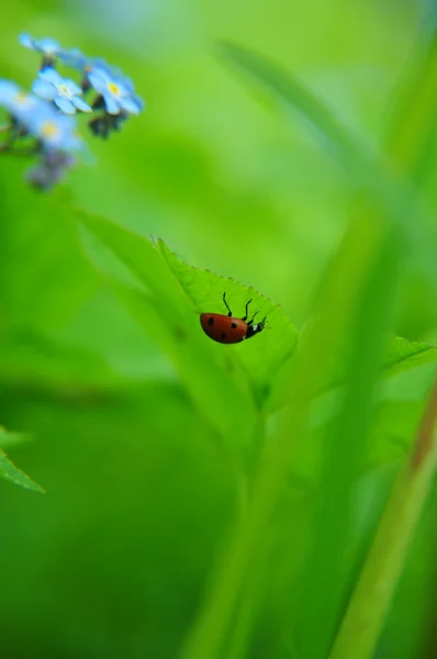 Ladybird upp och ner — Stockfoto