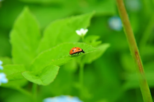 Bir profildeki Ladybird — Stok fotoğraf