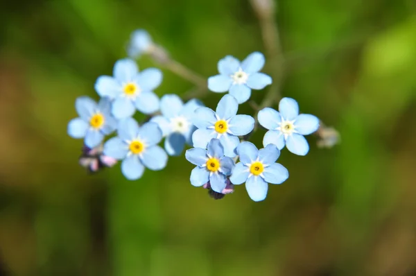 A flor de primavera esquece-me-não — Fotografia de Stock