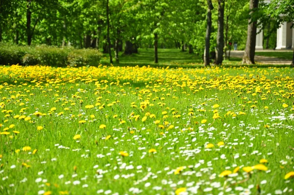 Gräsmatta av blommor i park — Stockfoto