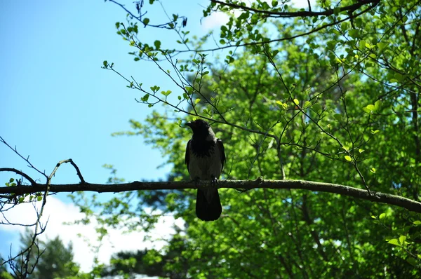 Cuervo en una rama — Foto de Stock