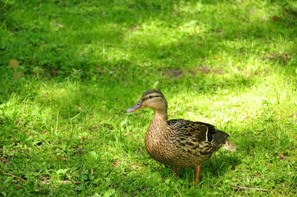 Duck on a green lawn — Stock Photo, Image