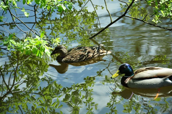 Zwei Enten im Teich — Stockfoto