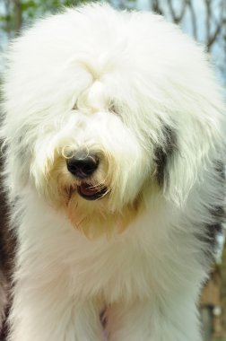 Old English sheep-dog - a bobtail clipart