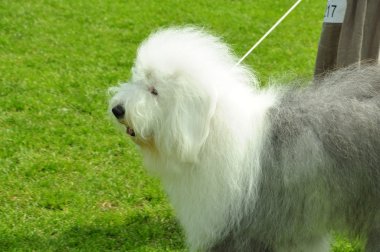 Dog of breed a bobtail at an exhibition clipart