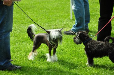 Two doggies at an exhibition met clipart