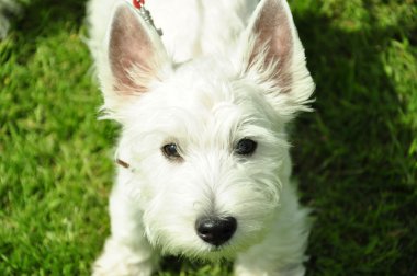 beyaz köpek doğurmak bir sergi, bir beyaz terjer