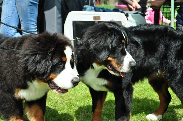 Dos perros pastores suizos al aire libre —  Fotos de Stock
