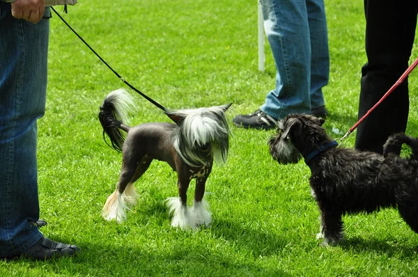 Två hundar på en utställning träffade — Stockfoto