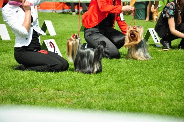 Stock image Yorkshire terriers prepare for performance