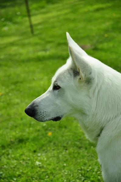 Vita får, hund i en profil — Stockfoto