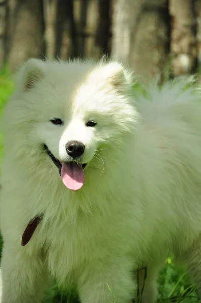 Pies rasy samoyed — Zdjęcie stockowe