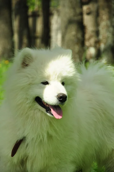 Белая собака породы самоед в солнечный день — стоковое фото