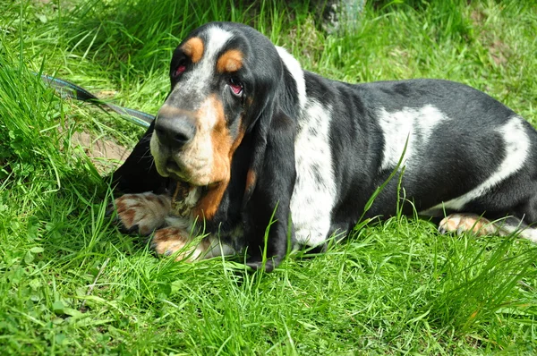 Köpeği rahat bir çimenlikte vardır. — Stok fotoğraf