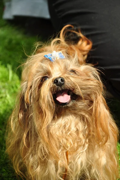 Cãozinho alegre — Fotografia de Stock