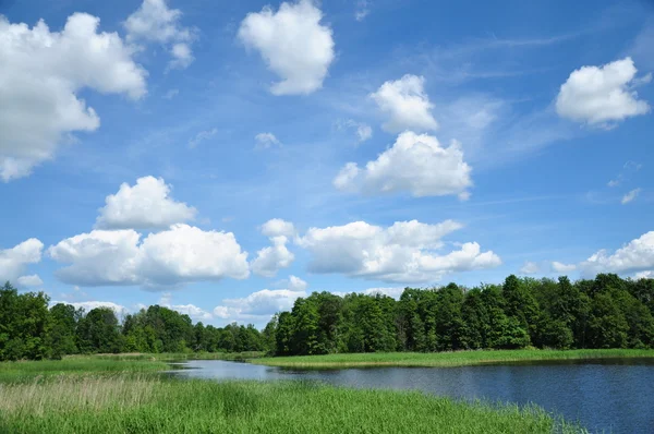 Dřevo, modrá obloha a jezero — Stock fotografie