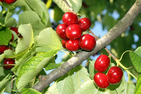 Red, ripe cherries hanging from a branch in the summer sun — Stock Photo, Image