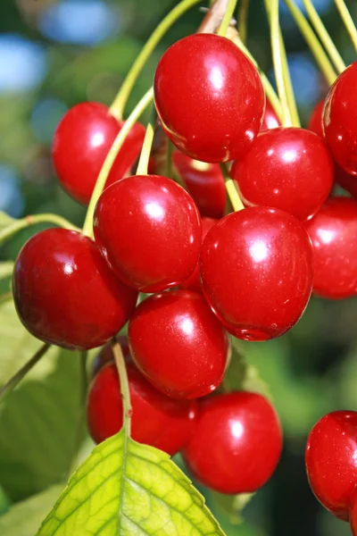 Röda, mogna körsbär hängande från en gren i sommarsolen — Stockfoto