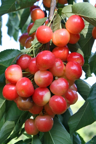 Red cherries on a branch in the summer sun — Stock Photo, Image