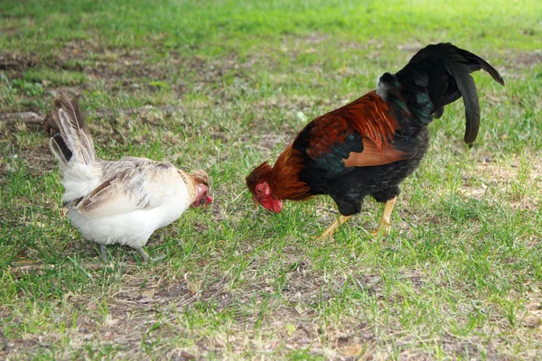 stock image Proud Rooster with red crest on green grass and a chicken