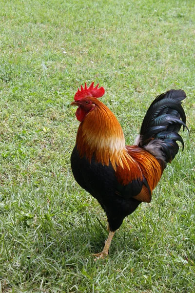 A zöld fűben piros fejdísz büszke kakas — Stock Fotó
