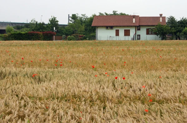 黄色の小麦の穂の分野で対照的で赤いケシ — ストック写真