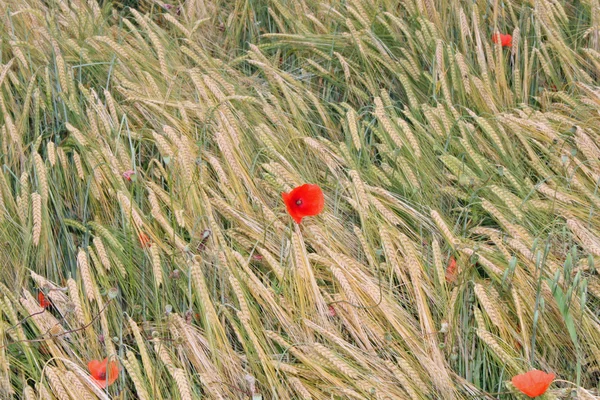 Red poppies in contrast in the field of yellow wheat spikes — Stock Photo, Image