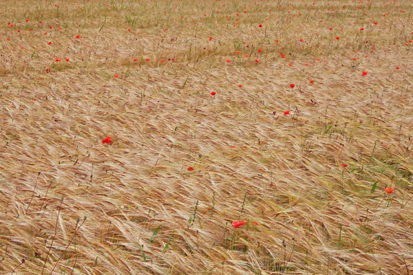 Le coquelicot rouge contraste dans le domaine des épis de blé jaune — Photo