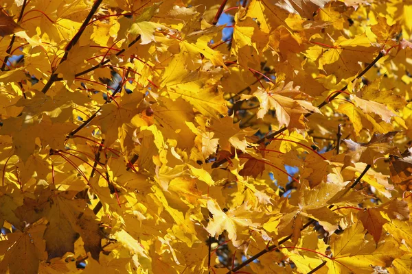 Hojas grandes de árbol amarillo o naranja —  Fotos de Stock