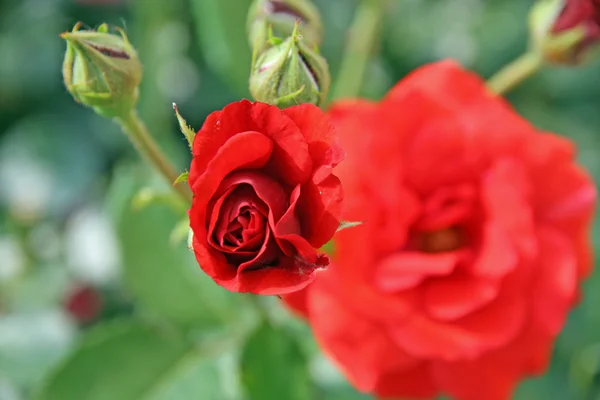 Цветущая роза и другой фон Красной Розы — стоковое фото